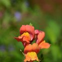 Antirrhinum majus 'Rocket bronze' (2)